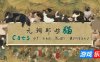 元朝那些猫|官方中文|Cats of the Yuan Dynasty
